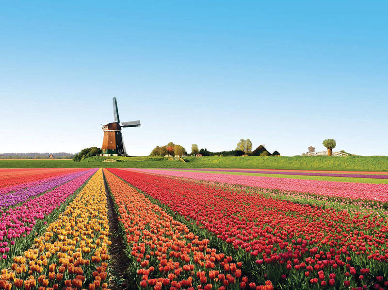 tulipes.jpg tulipes.jpg